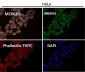 Anti-GRP78 BiP HSPA5 Rabbit Monoclonal Antibody
